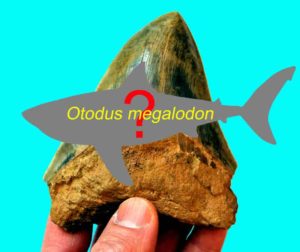 True body shape of the ancient Megalodon remains a mystery. (Phillip Sternes/UCR/DePaul)