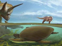An imagined scene from the end of the Cretaceous Period, more than 66 million years ago, has the newly identified softshell turtle Hutchemys walkerorum dwelling alongside iconic species from the Age of the Dinosaurs. (Image: Sergey Krasovskiy)
