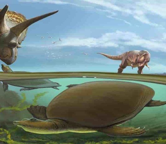An imagined scene from the end of the Cretaceous Period, more than 66 million years ago, has the newly identified softshell turtle Hutchemys walkerorum dwelling alongside iconic species from the Age of the Dinosaurs. (Image: Sergey Krasovskiy)
