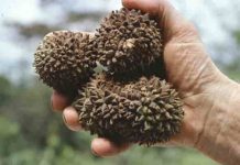 The large, woody fruits of the Manicaria saccifera palm that depend on large animals for their dispersal. (Picture: John Dransfield, Royal Botanic Gardens, Kew)