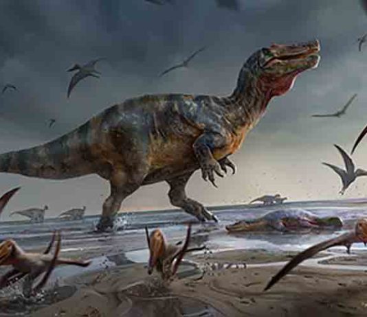 Illustration of White Rock spinosaurid by Anthony Hutchings. Credit: UoS/A Hutchings