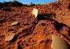 Genyornis eggshell recently exposed by wind erosion of sand dune in which it was buried, South Australia. Credit: Gifford Miller