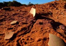 Genyornis eggshell recently exposed by wind erosion of sand dune in which it was buried, South Australia. Credit: Gifford Miller