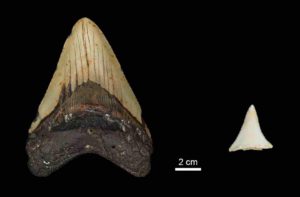  Tooth size comparison between extinct Early Pliocene Otodus megalodon tooth and a modern great white shark. © MPI for Evolutionary Anthropology 