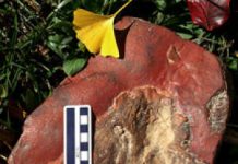 Fossil of an Armored Dinosaur Hatchling: Youngest Nodosaur Ever Discovered