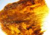 Tree Resin Captures Evolution of Feathers On Dinosaurs and Birds