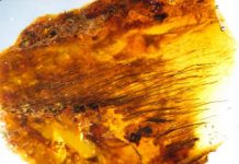 Tree Resin Captures Evolution of Feathers On Dinosaurs and Birds