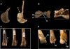 Scientists Discover Rare Theropod Dinosaur Wounded in Action in Southern Utah