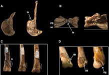 Scientists Discover Rare Theropod Dinosaur Wounded in Action in Southern Utah