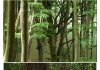 What Makes Rainforests Unique? History, Not Ecology