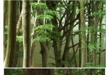 What Makes Rainforests Unique? History, Not Ecology