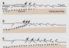 Stiff sediments made 2004 Sumatra earthquake deadliest in history