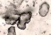 Oldest Fossils On Earth Discovered
