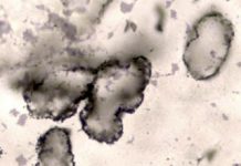 Oldest Fossils On Earth Discovered