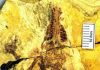 Discovery of a 160-Million-Year-Old Fossil Represents a New Milestone in Early Mammal Evolution