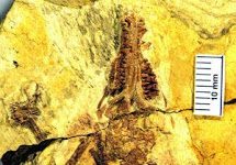 Discovery of a 160-Million-Year-Old Fossil Represents a New Milestone in Early Mammal Evolution