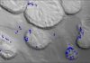 Multibeam sonar can map undersea gas seeps