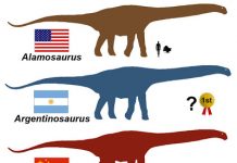 North America’s Biggest Dinosaur Revealed
