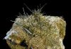 Actinolite