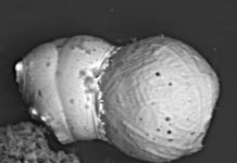 New Research Supports Theory of Extraterrestrial Impact