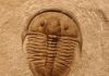 Evidence for a Geologic Trigger of the Cambrian Explosion