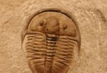 Evidence for a Geologic Trigger of the Cambrian Explosion