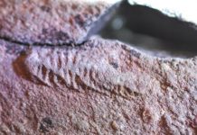 Pompeii-Style Volcanic Ash Fall Preserved ‘Nursery’ of Earliest Animals