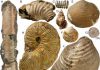 Ammonites Found Mini Oases at Ancient Methane Seeps