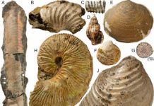 Ammonites Found Mini Oases at Ancient Methane Seeps