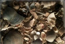 New Test Adds to Scientists’ Understanding of Earth’s History, Resources
