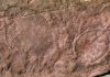 Australian Multicellular Fossils Point to Life On Land, Not at Sea, Geologist Proposes