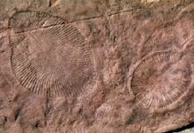 Australian Multicellular Fossils Point to Life On Land, Not at Sea, Geologist Proposes