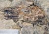 First Fossil Bird With Teeth Specialized for Tough Diet