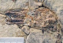 First Fossil Bird With Teeth Specialized for Tough Diet