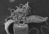 Ice age extinction shaped Australian plant diversity