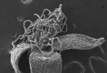 Ice age extinction shaped Australian plant diversity