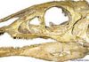 Inside the Head of a Dinosaur