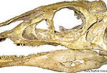 Inside the Head of a Dinosaur