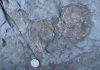 Jurassic Records Warn of Risk to Marine Life from Global Warming