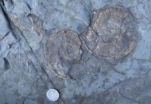 Jurassic Records Warn of Risk to Marine Life from Global Warming