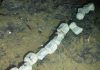 Antarctica’s First Whale Skeleton Found With Nine New Deep-Sea Species