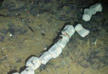 Antarctica’s First Whale Skeleton Found With Nine New Deep-Sea Species
