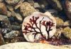Why Red Algae Never Colonized Dry Land