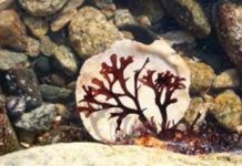 Why Red Algae Never Colonized Dry Land