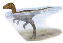 New Evidence Dinosaurs Were Strong Swimmers