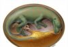World’s Oldest Dinosaur Embryo Bonebed Yields Organic Remains
