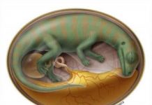 World’s Oldest Dinosaur Embryo Bonebed Yields Organic Remains