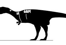 New Carnivorous Dinosaur from Madagascar Raises More Questions Than It Answers