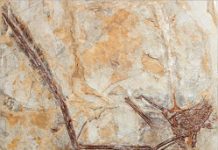 Fish Was On the Menu for Early Flying Dinosaur