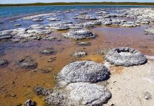 Did life begin on land rather than in the sea?